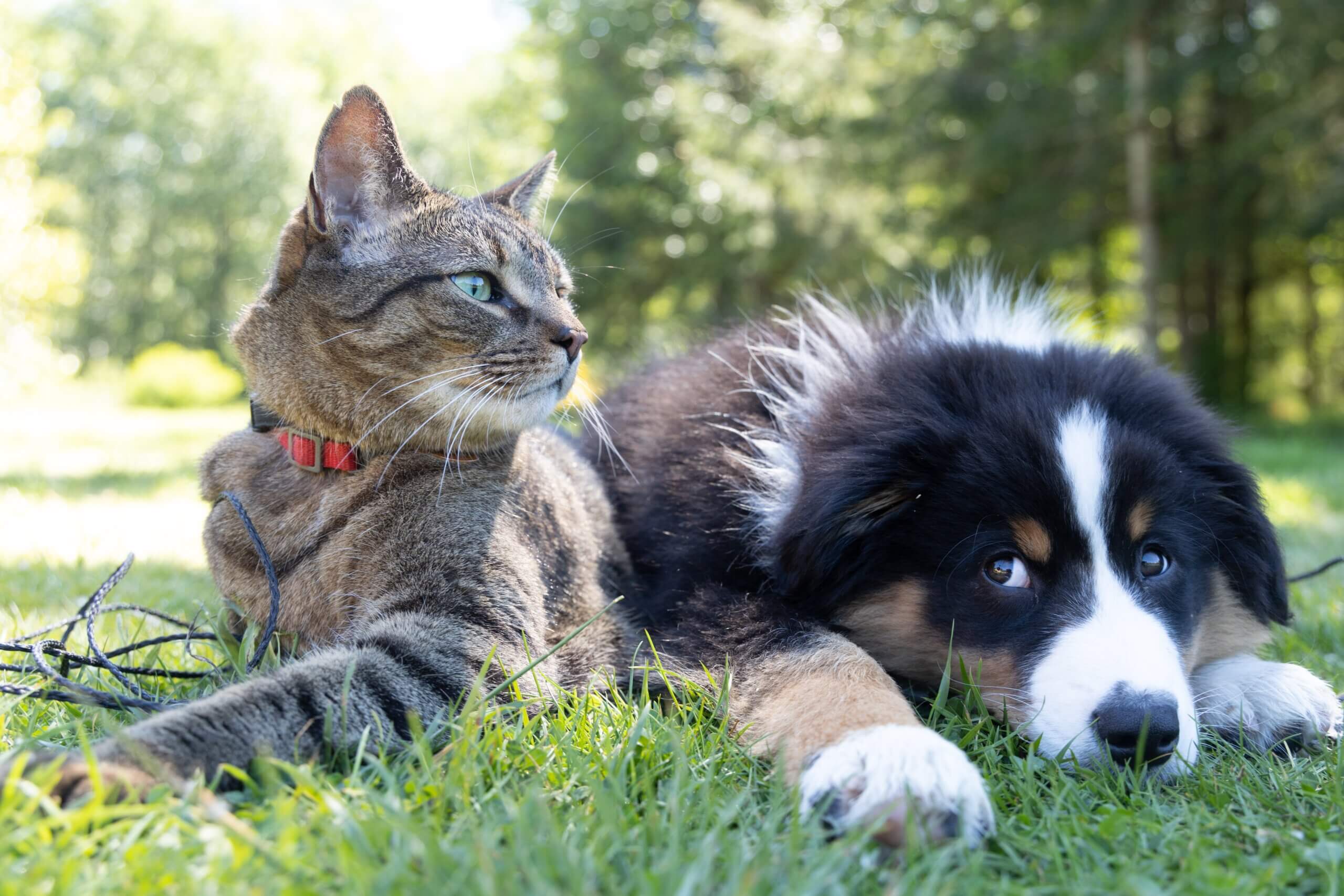 Pet Injury Coverage in Boynton Beach, FL